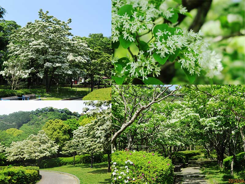 静岡市葵区城北公園内散歩道 
