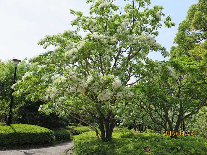 静岡市葵区城北公園　なんじゃもんじゃの木